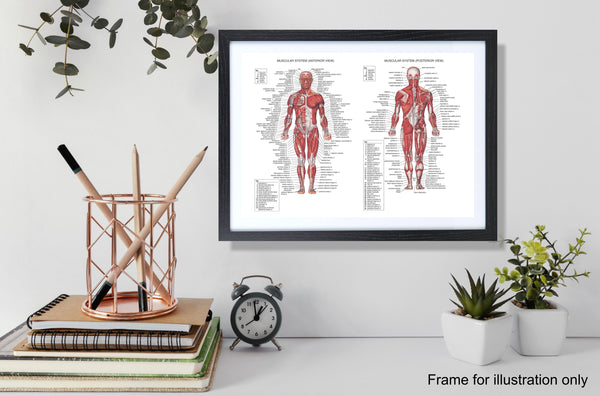 Human Anatomy Muscular System Poster Print