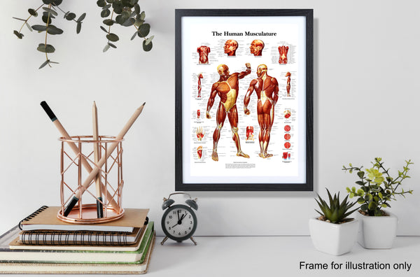 Human Musculature System Poster