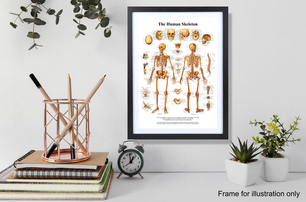 Human Skeleton Bone Chart Poster