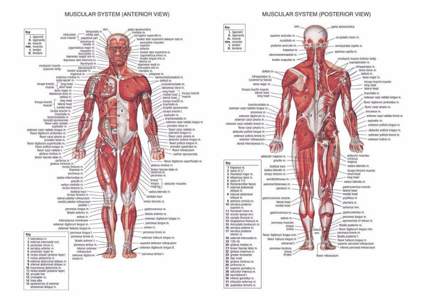 Human Anatomy Muscular System Poster Print