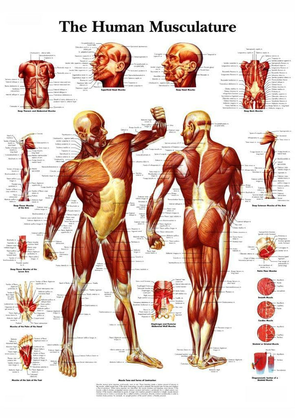 Human Musculature System Poster