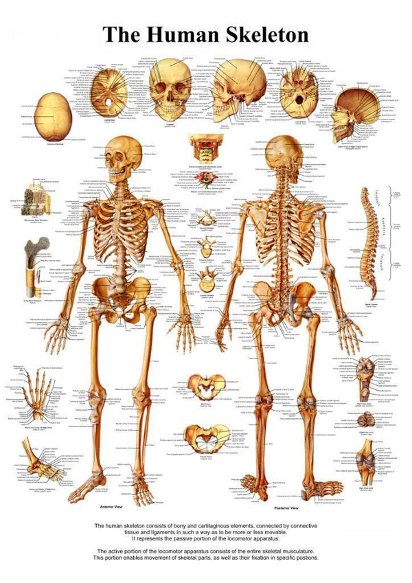 Human Skeleton Bone Chart Poster